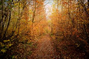 Forest-10
