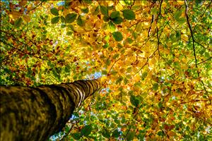 Forest-8649