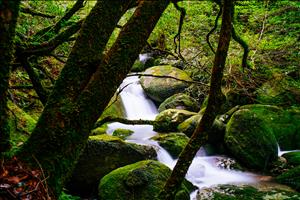 yakushima-01