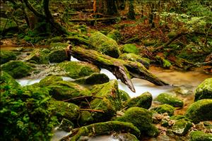 yakushima-02