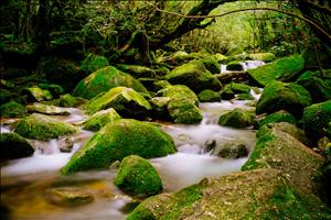 yakushima-03