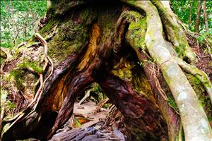 yakushima-04