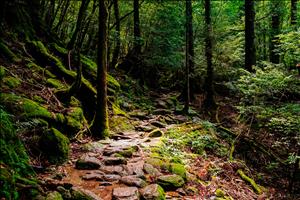 yakushima-05