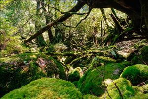 yakushima-07