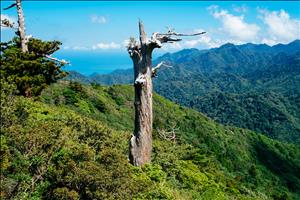 yakushima-08