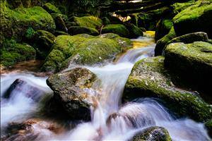 yakushima-15